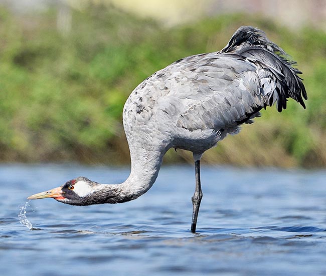 Grus grus, Gruidae, Grue cendrée