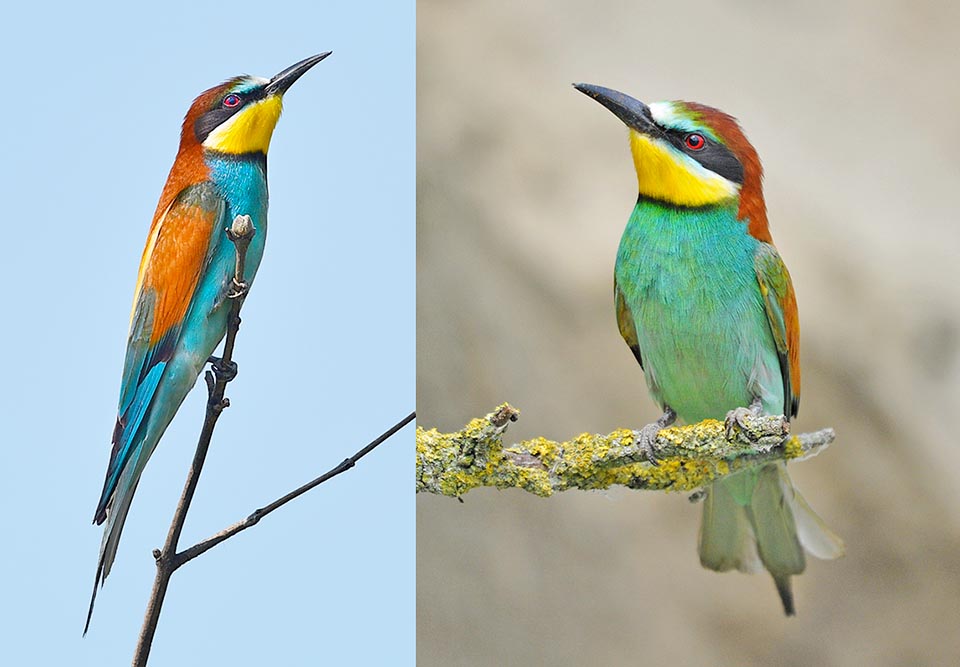 Véritable arc-en-ciel, typique du monde tropical où vivent ses proches. Il n’y a pratiquement pas de dimorphisme. Les nuances bleu-vert de la poitrine dépendent de l’âge © Gianfranco Colombo