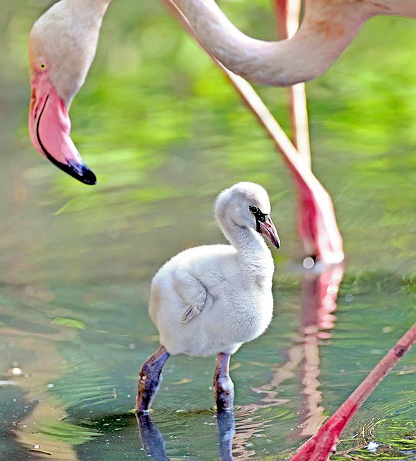 The flamingoes lay one egg only. The chick of Phoenicopterus roseus can fly after about 90 days from the birth and in the Adelaide zoo a specimen has reached the age of 83 years © Gianfranco Colombo