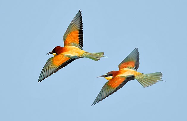 The European bee-eaters can be 30 cm long, with 70 g of weight and 40 cm of wingspan. The populations living stably in Europe and most of the western Centre Asia, have their winter quarters in the sub-Saharan Africa whilst some central Asian stocks spend the winter in the Indian subcontinent © Gianfranco Colombo