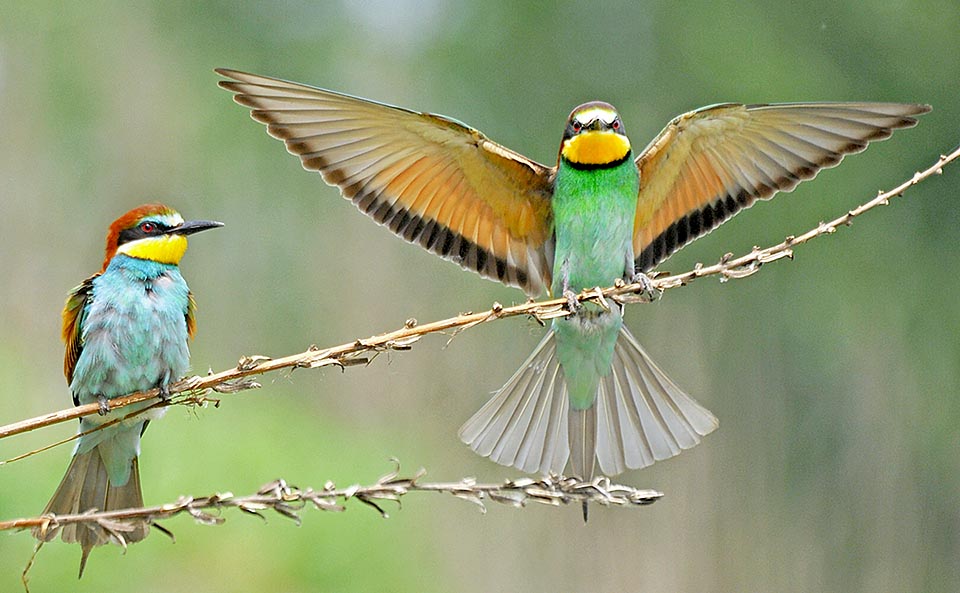 It is a typical bird of plain and hilly zones who choses well sunny, warm and dry areas. We find it in Europe rarely over the 1000 metres of altitude. It loves bushy zones with a few trees, vast woods clearings, wastelands, road borders however sites having natural supports such as not too high poles and cables, dried trees, fences or barbed wires, from where it can comfortably dominate all the surrounding area. To observe an isolated specimen is a rather rare occurrence © Gianfranco Colombo