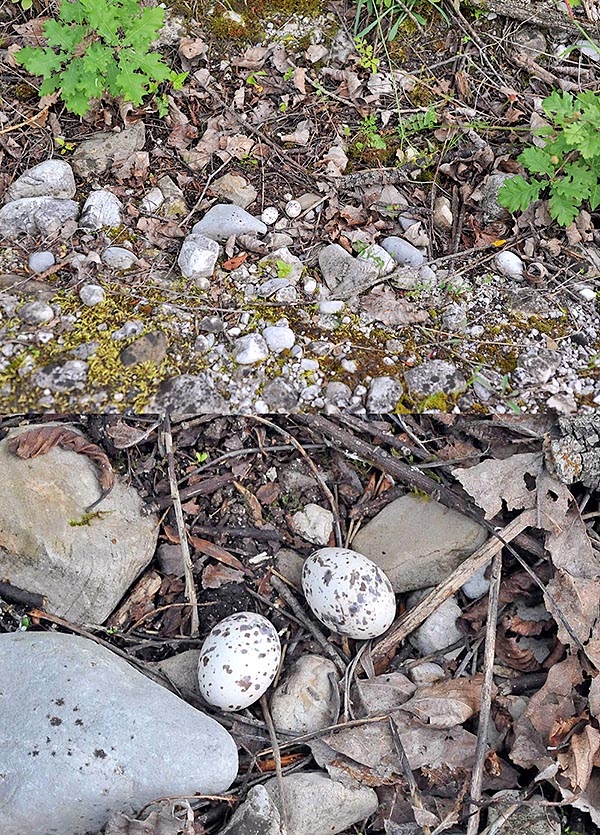 Caprimulgus europaeus, Chotacabras gris, Chotacabras europeo, Caprimulgidae