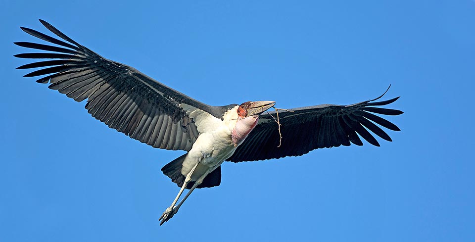 Aquí se le ve transportando ramitas para el nido. Con sus 3 m de envergadura, en vuelo es casi bello © Gianfranco Colombo