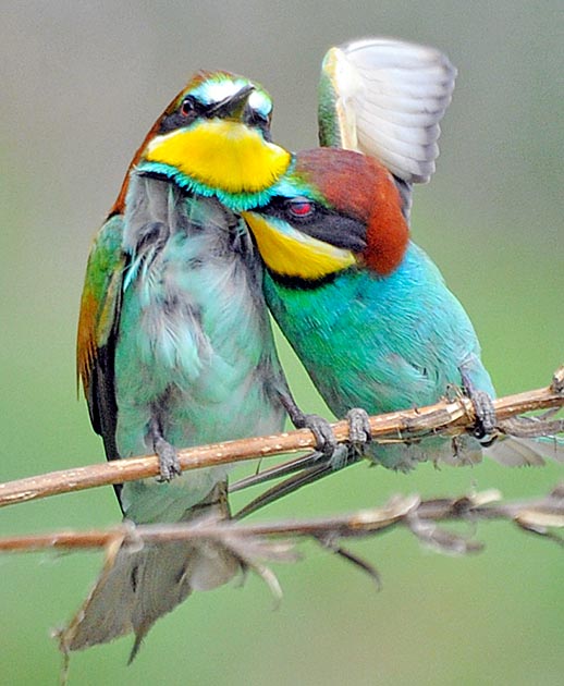 Affection entre conjoints. Ils s'occupent ensemble de creuser le nid et de couver © Gianfranco Colombo 