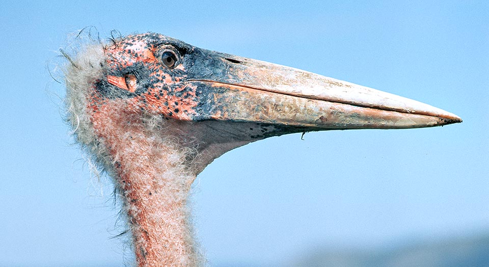 The head is surely graceless, worsened by the bare skin covering neck and head, covered by greyish scales hardened dirt covering almost totally the beak up to the front. Then that strange down disheveled and sparse covering the head increases the disorderly look, peculiar characteristic of this very unusual and big bird © Giuseppe Mazza