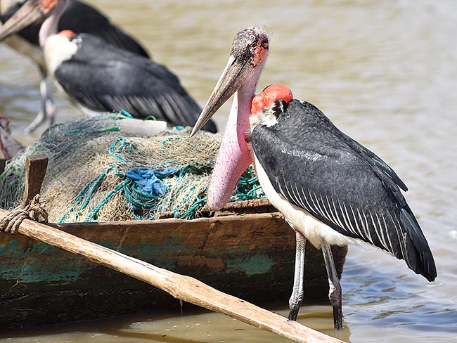 Leptoptilos crumenifer, Marabout d’Afrique, Ciconiidae