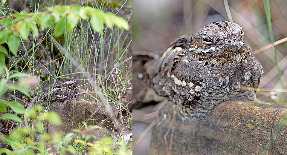 Caprimulgus europaeus, Chotacabras gris, Chotacabras europeo, Caprimulgidae