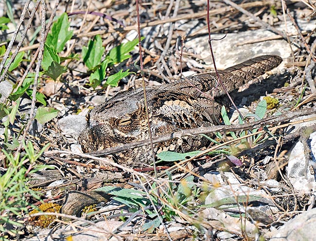 Caprimulgus europaeus, Chotacabras gris, Chotacabras europeo, Caprimulgidae