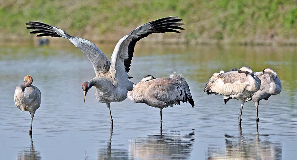 Grus grus, Gruidae, Common crane