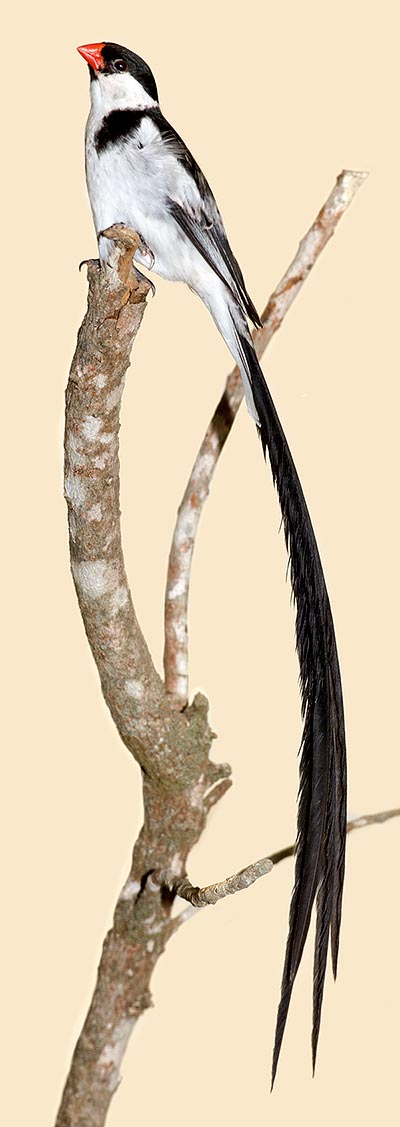 Vidua macroura, Viduidae, pin-tailed whydah