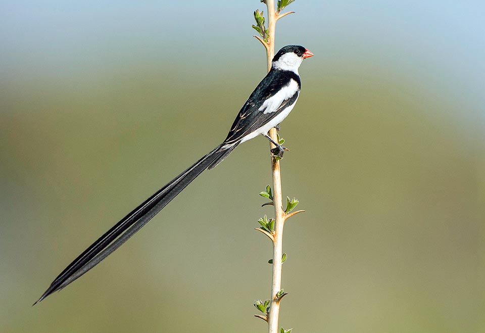 Vidua macroura, Viduidae, pin-tailed whydah