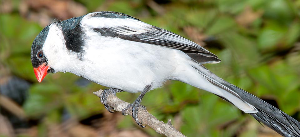 Vidua macroura, Viduidae, Viuda colicinta