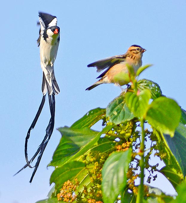 Vidua macroura, Viduidae, pin-tailed whydah