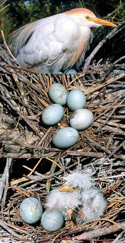Les deux conjoints couvent pendant environ 25 jours 2 à 5 œufs bleutés. À la naissance, les petits sont couverts d’un léger duvet et ne sont pas en mesure de se thermoréguler © Museo Lentate sul Seveso
