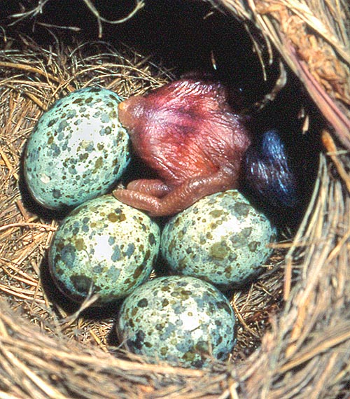 I piccoli, qui in un nido di Acrocephalus arundinaceus, nascono prima degli ospiti e istintivamente, grazie alla conca sul dorso, gettano fuori dal nido le altre uova © Museo Civico di Lentate sul Seveso