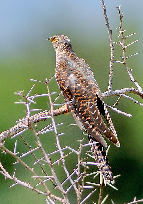 By mid summer the adult cuckoos migrate. They never cared the sons, that now grown, with the typical reddish livery, remain two months more to build up the muscles © Gianfranco Colombo