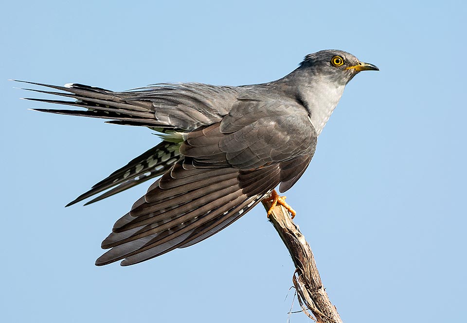 It's spring. The cuckoo (Cuculus canorus) has come © Gianfranco Colombo