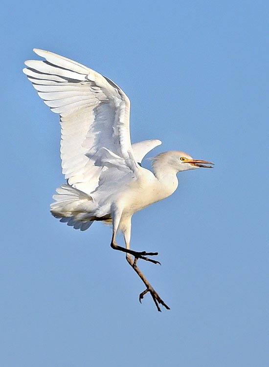 The intrepid cattle egret (Bubulcus ibis), now practically cosmopolitan, is the only bird having colonized America, in modern times without the man's help © Gianfranco Colombo