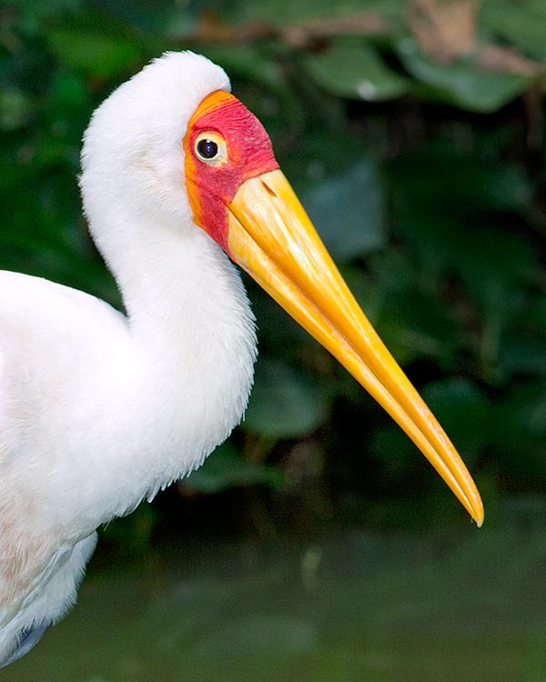 Mycteria ibis is one of the most diffused and coloured storks of the African continent © Giuseppe Mazza