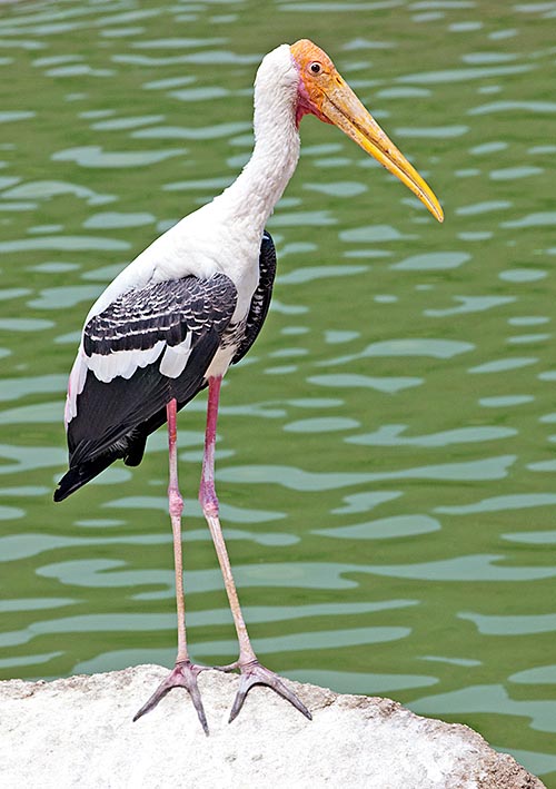 The Mycteria leucocephala is at home in the Indian subcontinent © Giuseppe Mazza