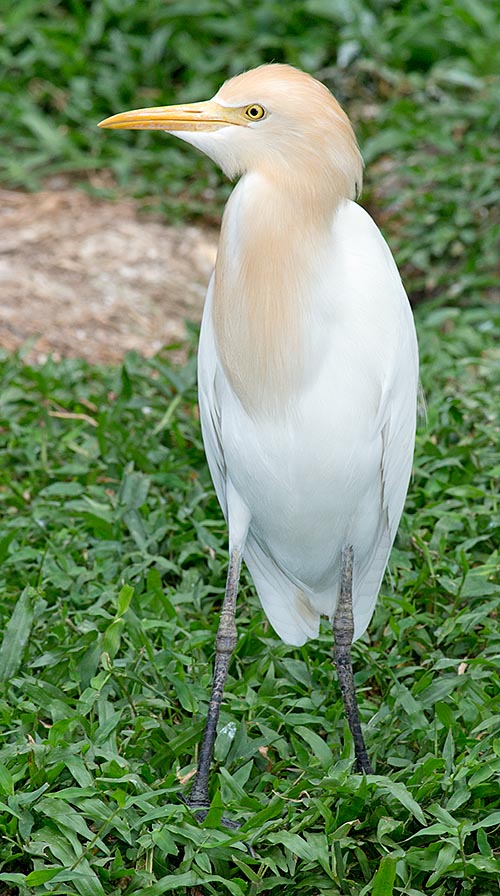 Small and stocky, compared to other herons, but with robust bill © Giuseppe Mazza