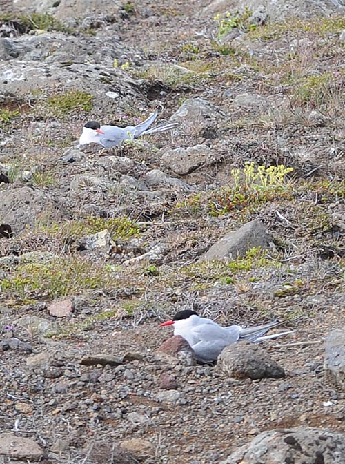 La sterne arctique ( Sterna paradisaea ) niche dans les toundras désolées, sur les plages rocheuses, les berges des cours d’eau, les prairies stériles, les flancs des collines qui bordent les fjords et divers lieux habités d’Islande ou du Groenland © G. Colombo