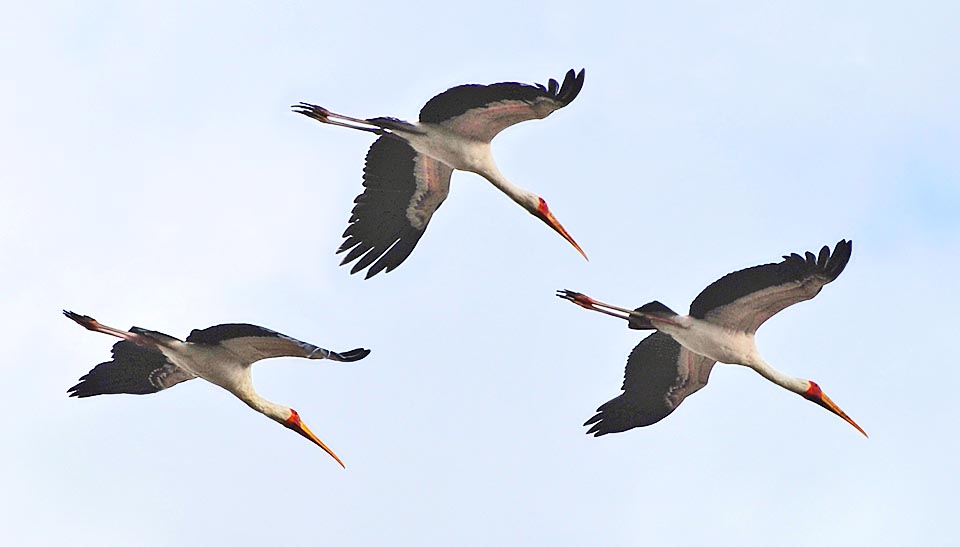 Mycteria ibis, Ciconiidae, Tantale ibis, Cigogne à bec jaune
