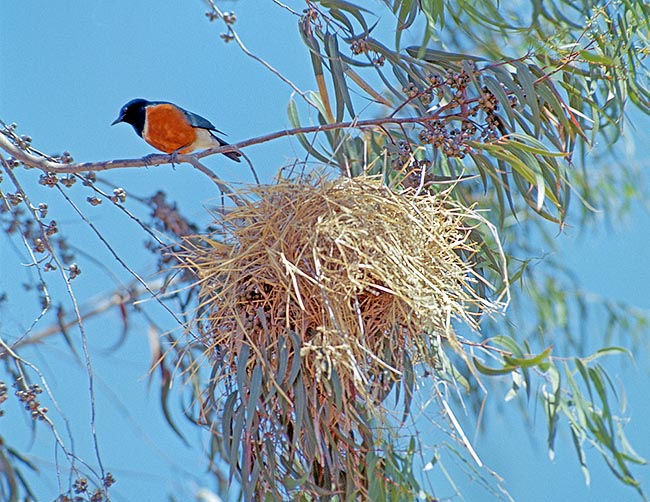 Il nido, talora rubato, è spesso un vistoso intreccio di rametti con apertura in basso su alberi inaccessibili © G. Mazza