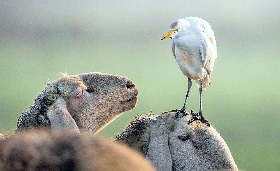 But what are you doing here in Padania? Left sheep seems to say. Mind your business! Seems to reply the heron, while the other sheep ponders on the sudden headache © Gianfranco Colombo