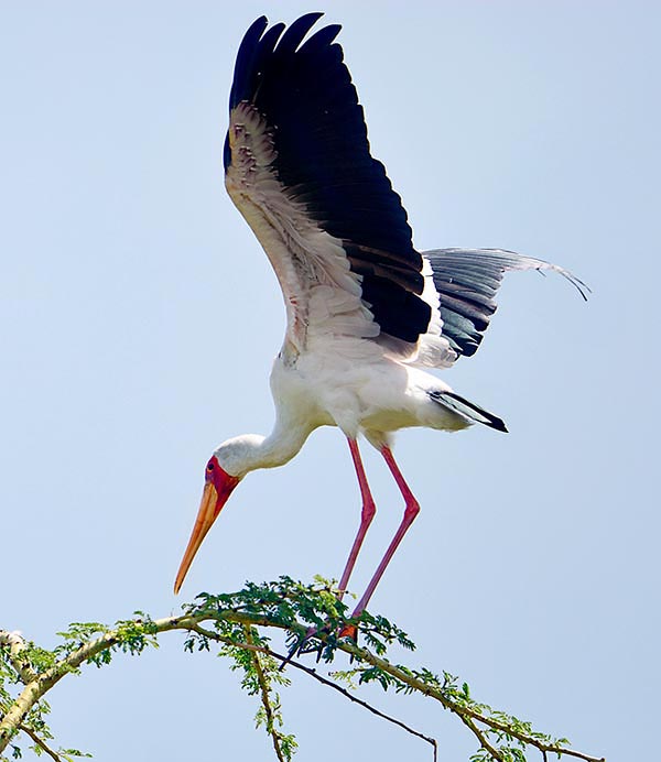 Mycteria ibis, Ciconiidae, Tantale ibis, Cigogne à bec jaune