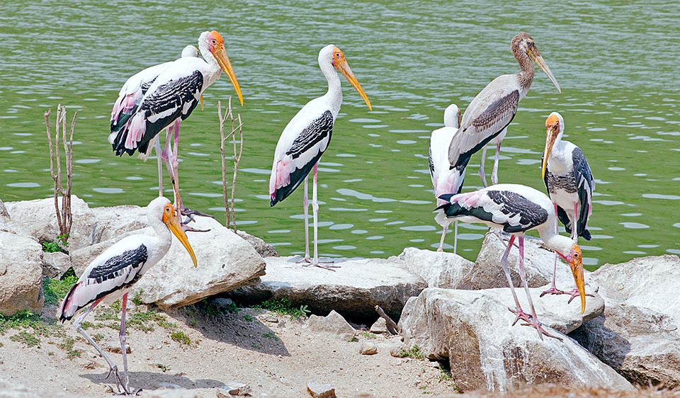 Come la Cicogna dal becco giallo o Tantalo africano (Mycteria ibis ), anche la Cicogna variopinta o Tantalo variopinto (Mycteria leucocephala ) è legata all’acqua. Si nutre nello stesso modo scandagliando a zigzag acque basse torbide finché tocca e ingoia piccoli pesci, anfibi e crostacei, ma attacca anche animaletti terrestri e giovani uccelli © Giuseppe Mazza