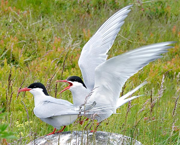 Femmina corteggiata al suolo. In Europa arriva in maggio-giugno e parte in settembre © G. Colombo