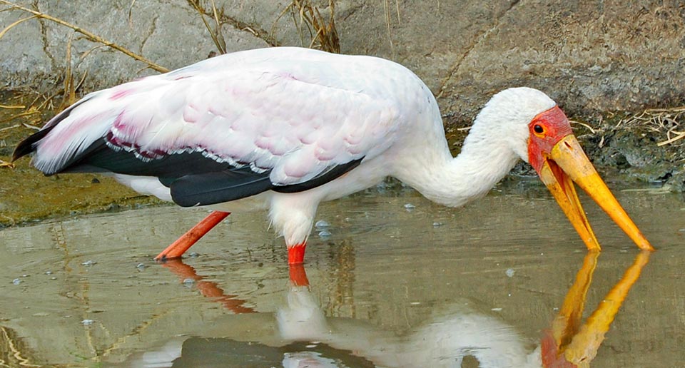 Mycteria ibis, Ciconiidae, Tantale ibis, Cigogne à bec jaune