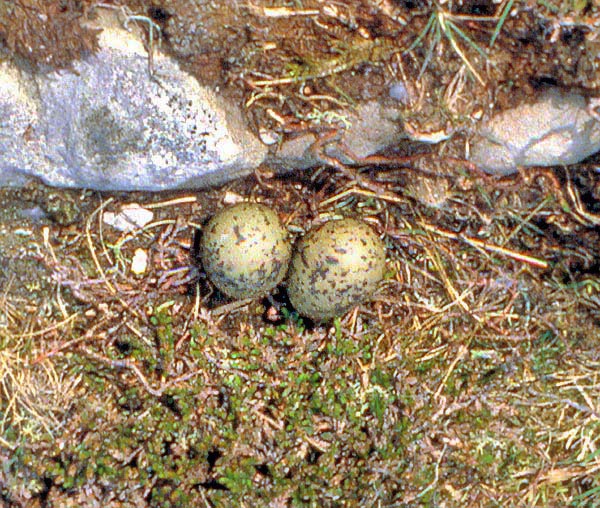 Le nid est un simple creux dans le sol, avec en général 1-2 œufs couvés durant un mois © G. Colombo