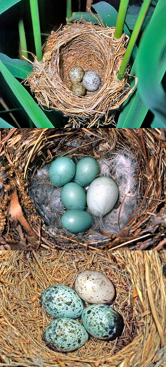 The species parasitized by Cuculus canorus are about hundred. Here, from top to bottom, nests of Acrocephalus scirpaceus, Phoenicurus phoenicurus and Acrocephalus arundinaceus. Evident differences in the eggs colour do not create problems © Museo Civico di Lentate sul Seveso