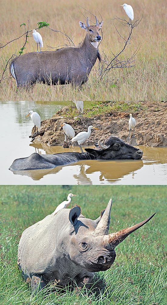 Qui lo troviamo in India su Boselaphus tragocamelus, Sri Lanka su Bubalus bubalis e Tanzania su Diceros bicornis: tutti erbivori che smuovono le prede e libera in cambio da zecche e parassiti © Gianfranco Colombo e Giuseppe Mazza