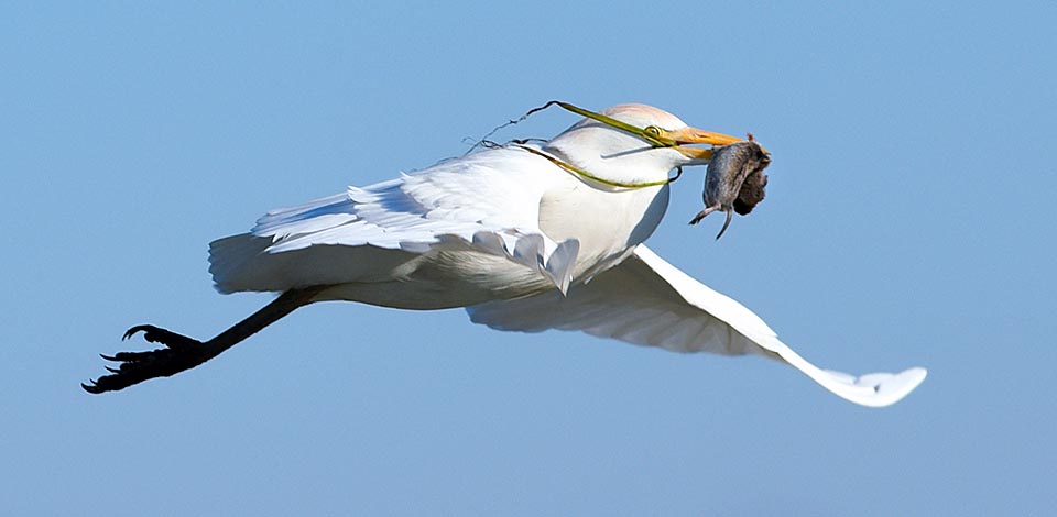 Pour un Bubulcus ibis, le principal, c’est de manger, et ce campagnol le remplit de joie. Suivre en grand nombre un tracteur dans les champs n’est pas moins efficace que de suivre un troupeau de buffles ou de zèbres en course. L’important pour l’héron garde-bœufs étant de trouver non seulement grenouilles, têtards et autres animaux du traditionnel milieu aquatique, mais aussi les insectes terrestres qui prennent la fuite, les vers, les serpents et les pauvres oisillons en détresse © Gianfranco Colombo