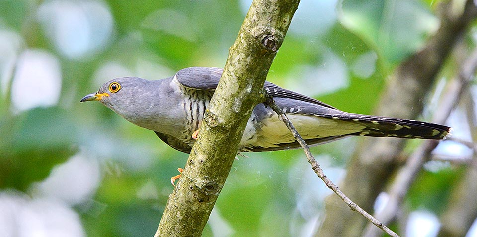 The female of Cuculus canorus knows this well and after the marriage observes carefully the nests of species that might feed the sons. Sees them when laying and then scares them away, with a rapid falconet flight, to add slyly its egg at the right time. It will hatch first, after about 12 days of incubation © Gianfranco Colombo