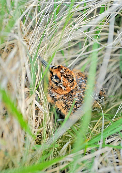 The nest of common snipe is a simple depression among grass. The chicks, here one recently born, disperse quickly, surveyed by the adults till when they learn flying © Gianfranco Colombo 