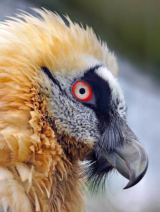 The Bearded vulture or Lammergeier (Gyapaetus barbatus) is not a real vulture but rather an eagle with vulture characteristics and an odd bristle of dark silky vibrissae © Gianfranco Colombo