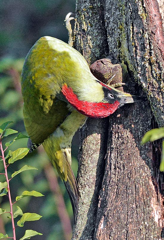 Picus viridis at work. It has an unbelievable thin and sticky tongue, even 10 cm long that introduces with no problem into the anthills and under the barks seeking small preys © Dellera