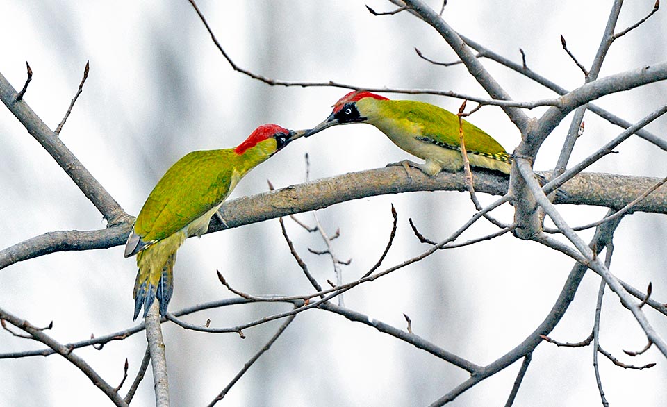 In spring, before nidification, we can see ritualized duels for the territory. Start as fencer than the beaks grapple in a showdown © Gianfranco Colombo