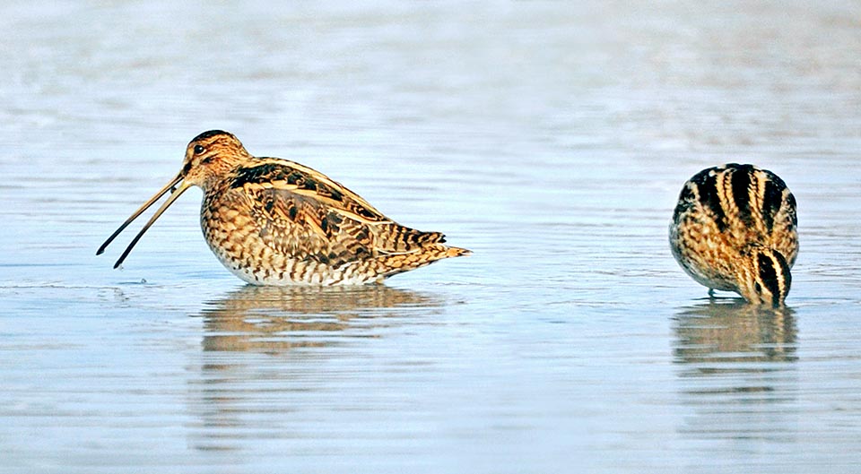 I took one more snail … and you did you find it? Seems to say this cheery common snipe to its companion still busy on the right © Gianfranco Colombo