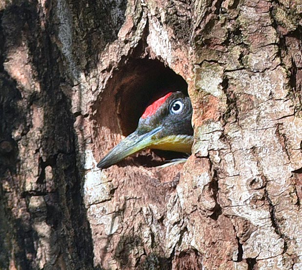 Here appears the female. The nest, often used for more years, is dug in old crumbly trunks, but at times the green woodpecker steals that of the great spotted woodpecker simply widening the hole of few millimeters © Gianfranco Colombo