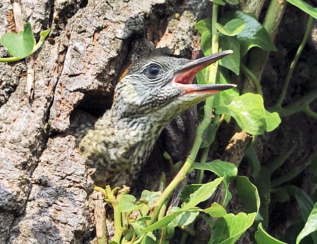 Piccolo in attesa di cibo rigurgitato. Vengono deposte 5-7 uova e per ospitare la numerosa nidiata la cavità all’interno del tronco può anche raggiungere i 40 cm con almeno 15 cm di larghezza © Gianfranco Colombo