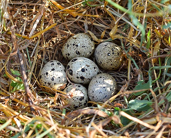 Un nido di quaglia in natura. Cacciata senza pietà, ma allevata oggi industrialmente per la carne e le uova, è una specie con un'ottima resilienza, che colma rapidamente le perdite con una prolificità senza pari © Gianfranco Colombo