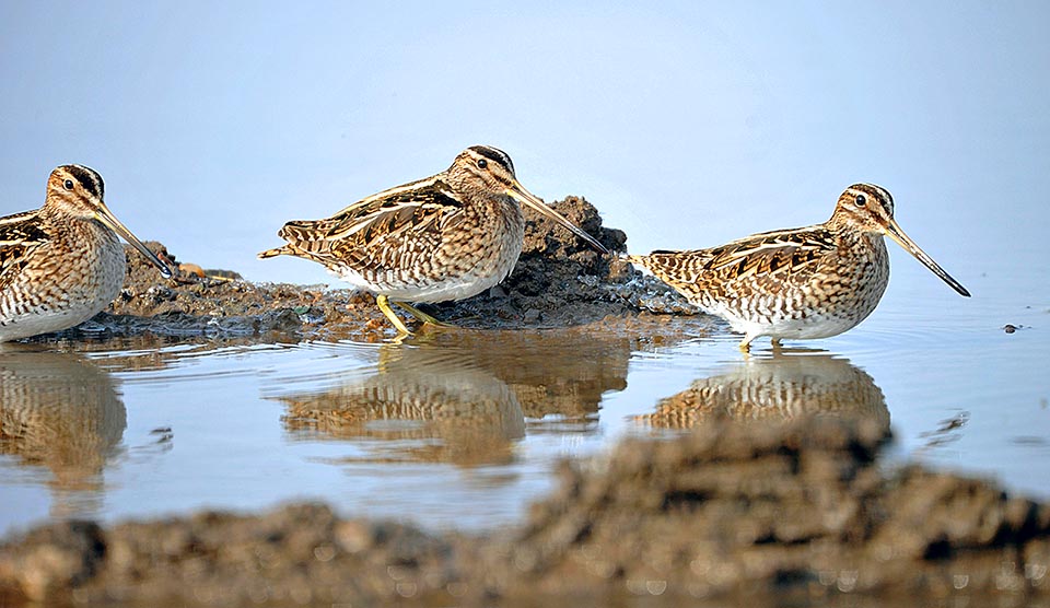 Vive in acque stagnanti, risaie e prati acquitrinosi con fondo melmoso dove poter infilare il loro lunghissimo becco alla ricerca di lombrichi e molluschi acquatici © Gianfranco Colombo