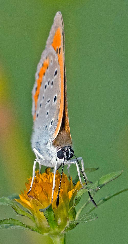 Lycaena dispar, Lycaenidae