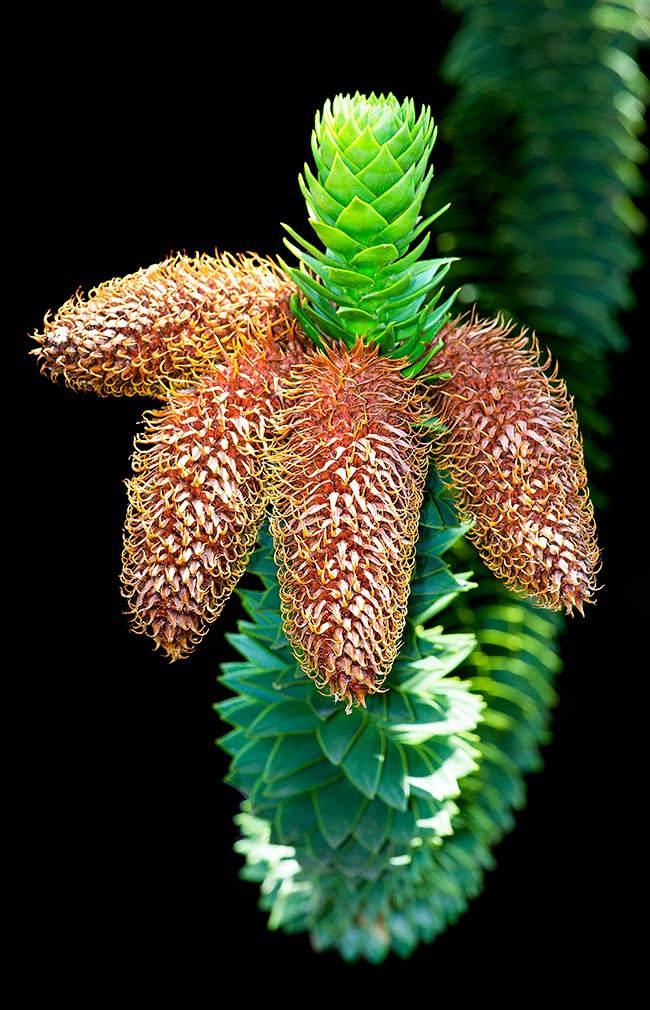 Famiglia Araucariaceae, Wollemia nobilis