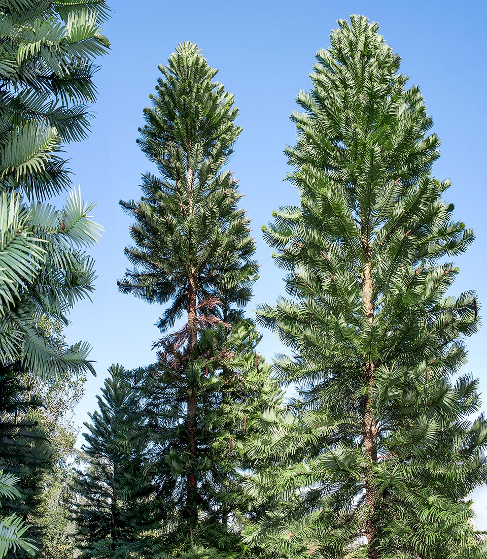 Familia Araucariaceae, Wollemia nobilis